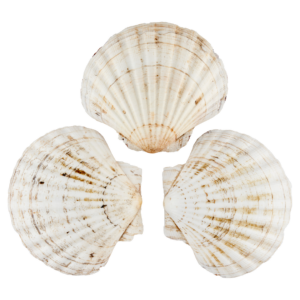 St-Jacobs kagylóhéj