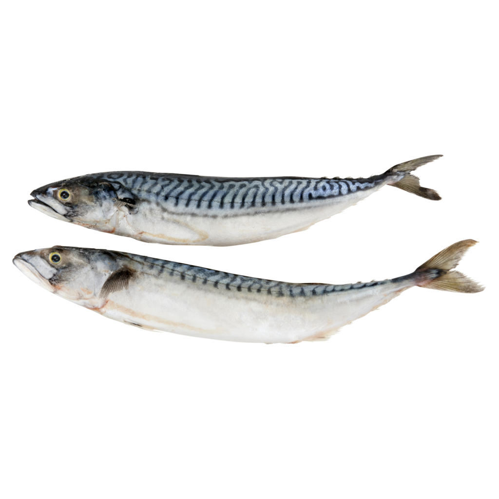 Makréla, egész 300-500g