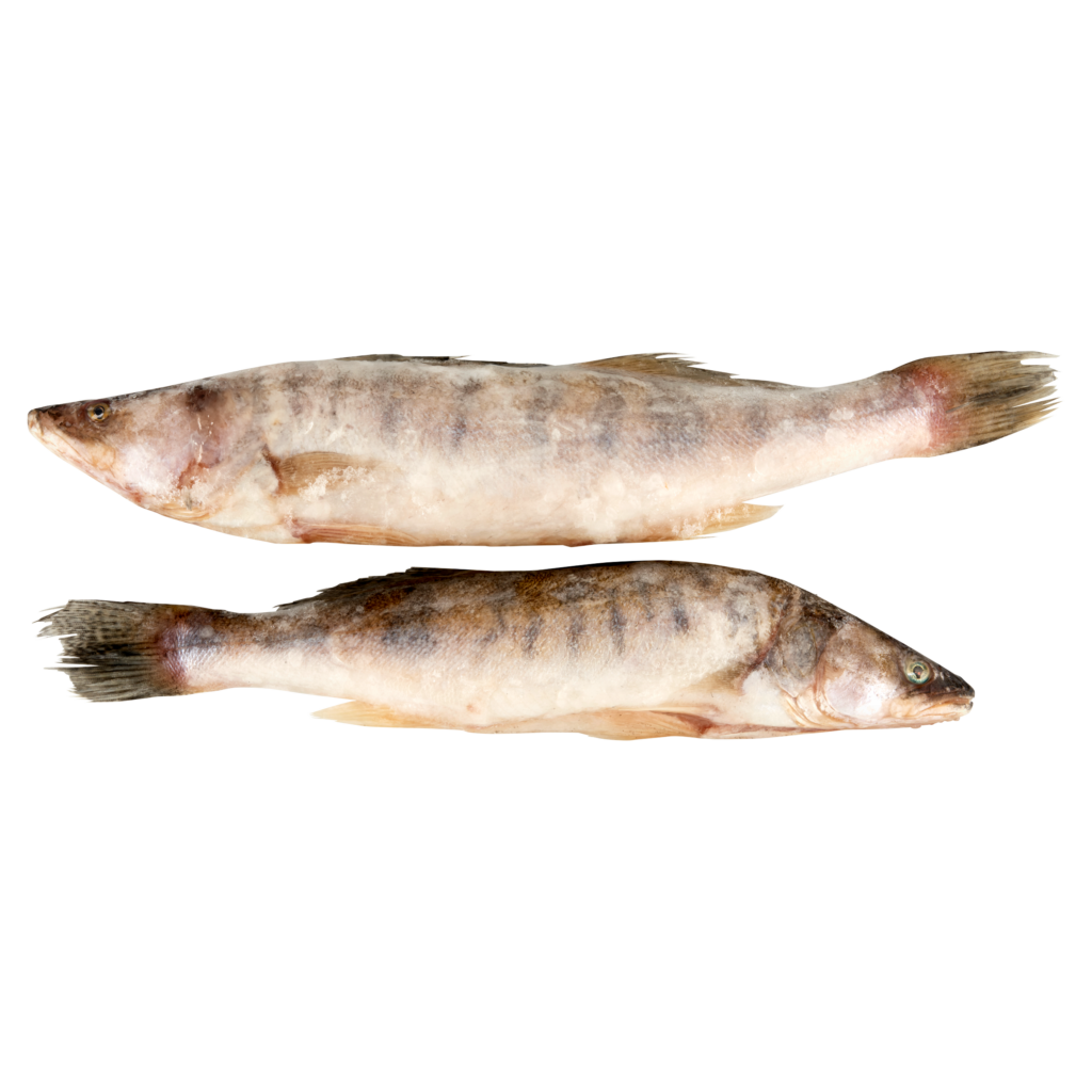 Süllő, egész, belezett,400-600 g.