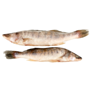 Süllő, egész, belezett,400-600 g.